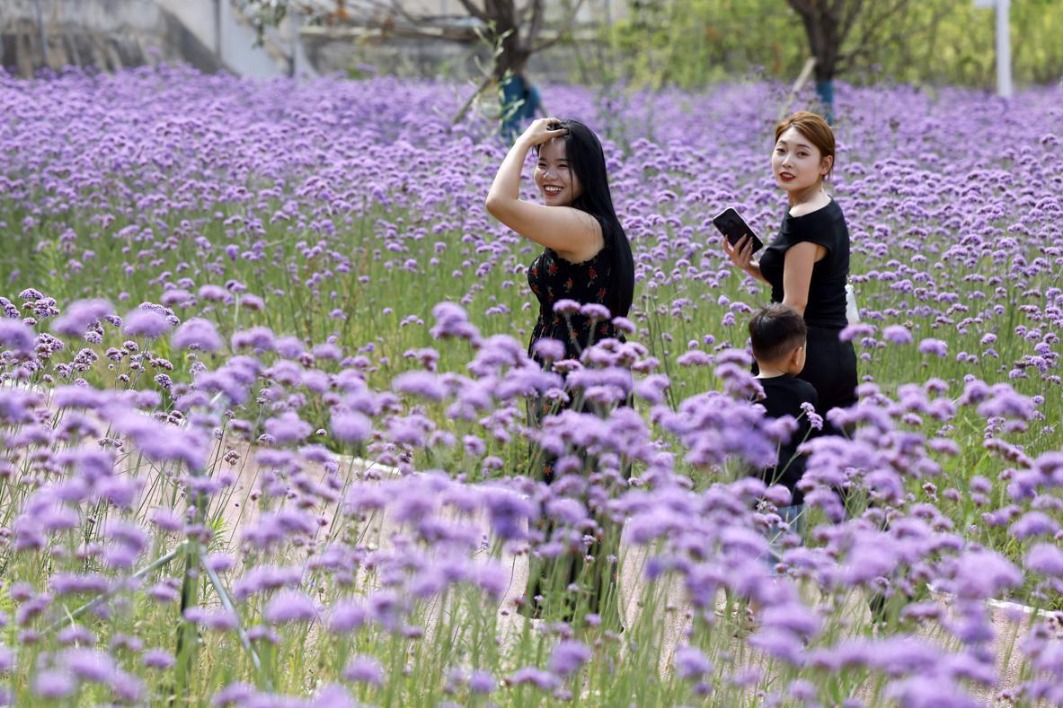 Fenghuang Park's verbena flowers in bloom