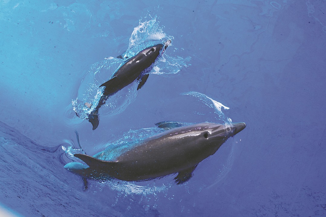 European dolphin gives birth at Hainan resort