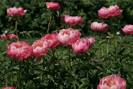 Peony, hydrangea show debuts at Shanghai Flower Port