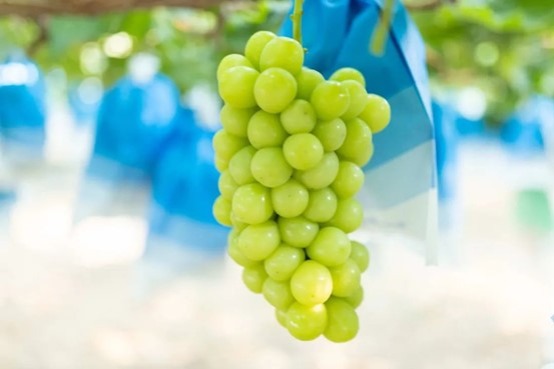 Shine Muscat Grapes ready for harvest in Lin-gang