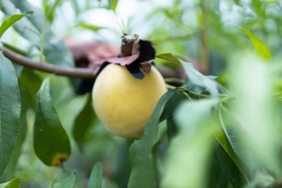 Yellow Peach in Lin-gang