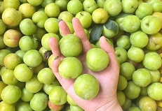 Nanhua plums gain popularity across China