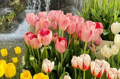 Tulips in full bloom in Wenzhou