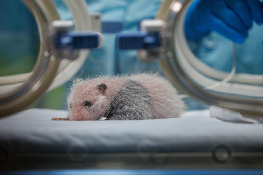 Giant panda Mengmeng gives birth in Guangzhou