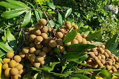 Maoming's longan industry aims to reach value of 10b yuan