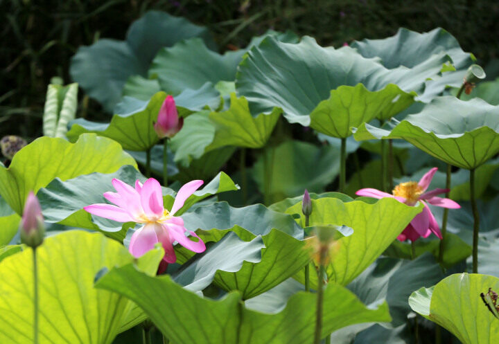 Best time to appreciate lotus flowers at Nantong Botanical Garden
