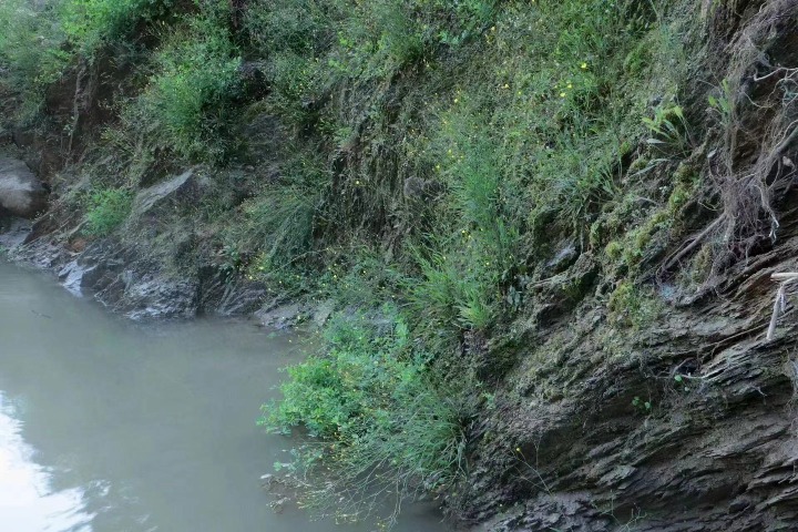 New plant species discovered in Yongde Snow Mountain reserve in Yunnan