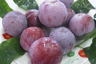 Xinyi Qianpai Sanhua plums