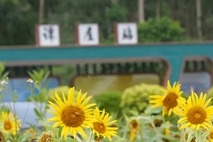 Maoming's blooming sunflowers wow visitors 