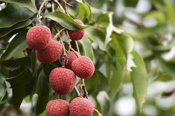 Maoming boosts litchi, longan industry with advanced marketing, training