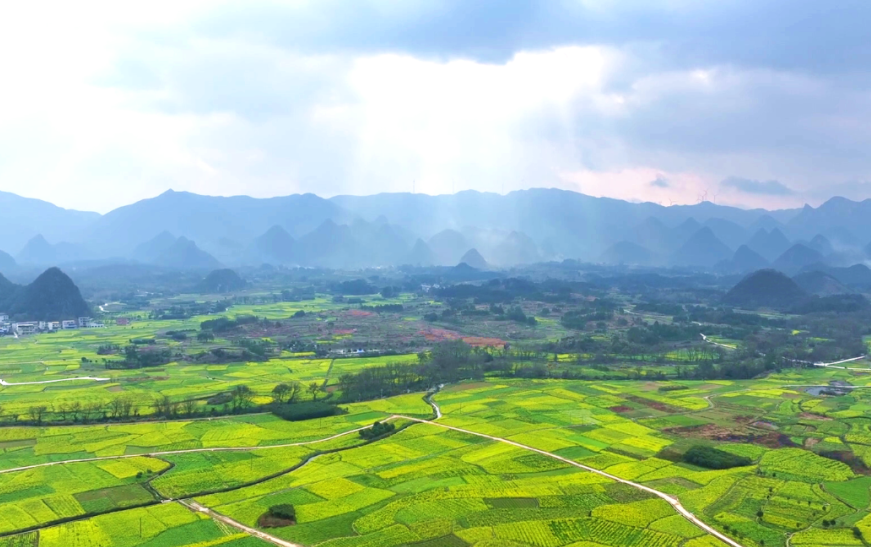 Cole flowers in Guilin as beautiful as painting