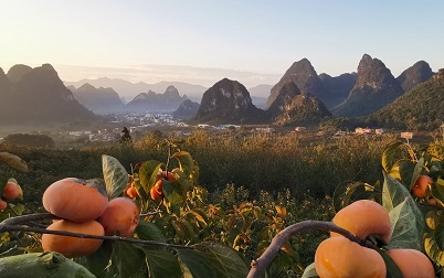 Persimmons in Pingle county receives national certification