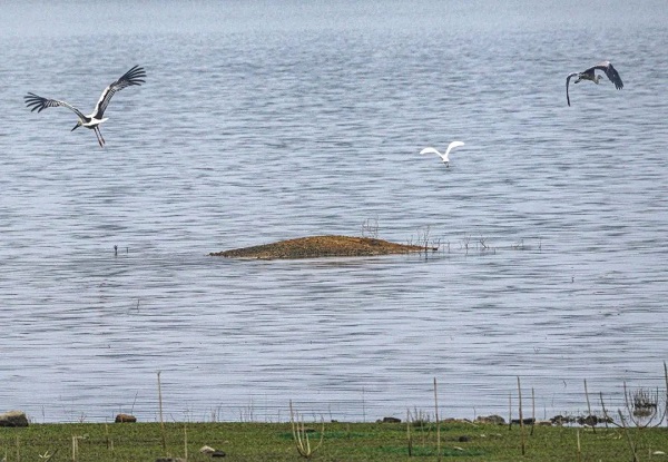 Rare oriental white storks spotted in Guilin, Guangxi