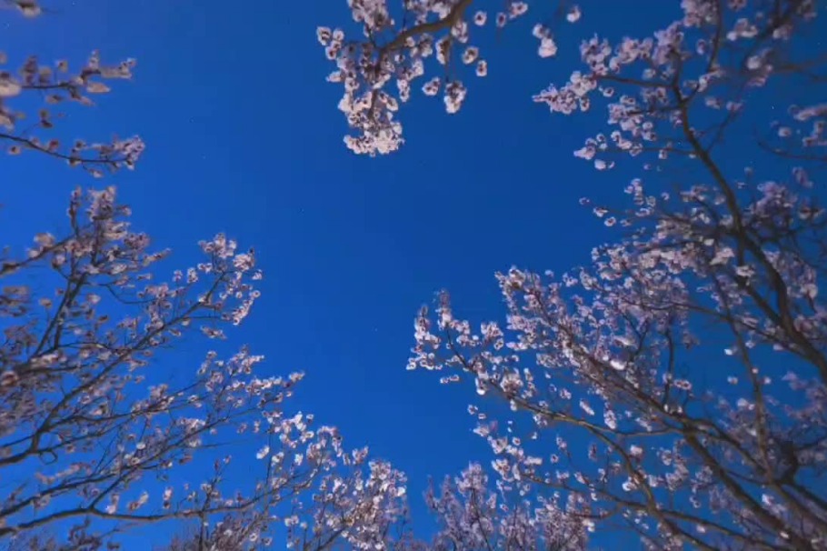 Spring blossoms and starlit skies: Enchanting scenes in Pingyao