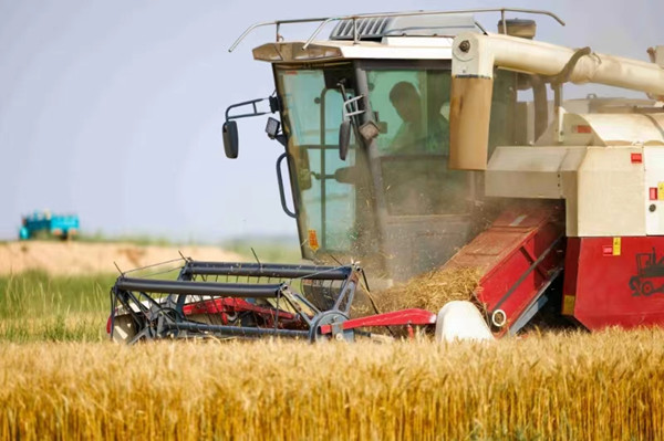 Bumper wheat harvest starts in Togtoh county, Hohhot 