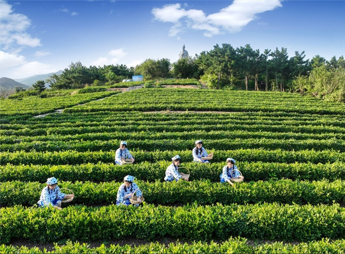 Verdant tea plantations freshen up Qingdao