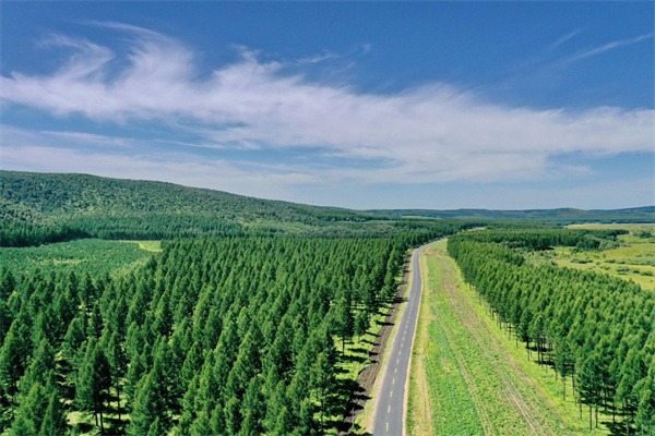 Top court emphasizes protection of forest resources