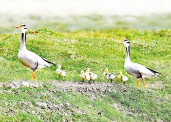 Yanchiwan National Nature Reserve welcomes new faces