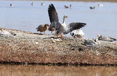 Avian spectacle unfolds at Yanchiwan National Nature Reserve Wetland