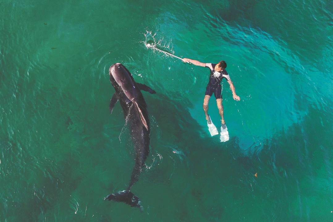 Rescued whale released back into the sea