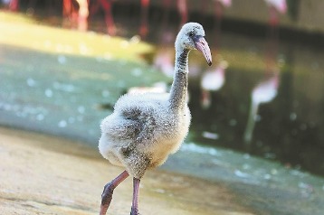 Wuhan zoo welcomes first baby flamingo