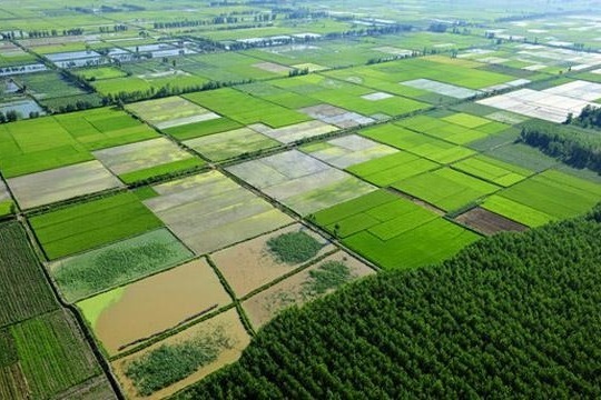 China commits to strengthening illegal building handling to protect farmland