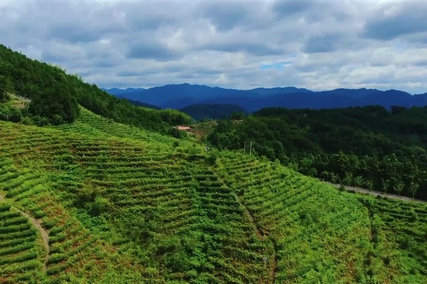 Foreign internet influencers explore rural 'Disneyland' in Fujian