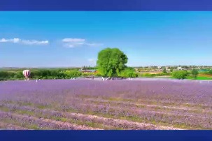 Dive into Ningxia’s lavender garden