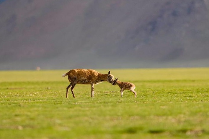 China's scientists advance understanding of ecosystem, biodiversity changes on Qinghai-Xizang Plateau