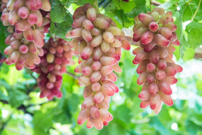 Grape festival to boost rural tourism in Qingdao's Dazeshan