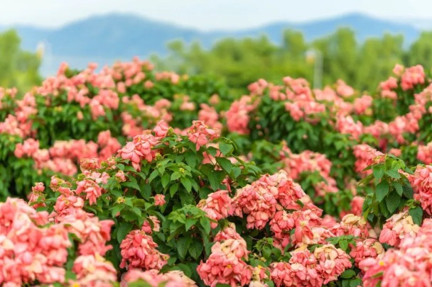 A romantic sea of pink flowers in Shenzhen’s Nanshan district