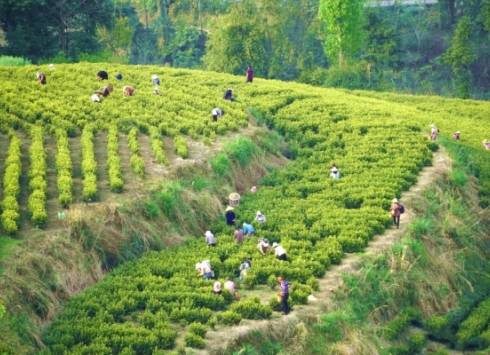 Guizhou's tea industry flourishes in global market