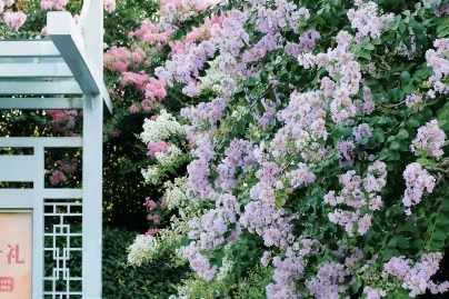 Crape myrtles in full bloom in Hangzhou