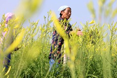 Datong emerging as China's citron daylily hub