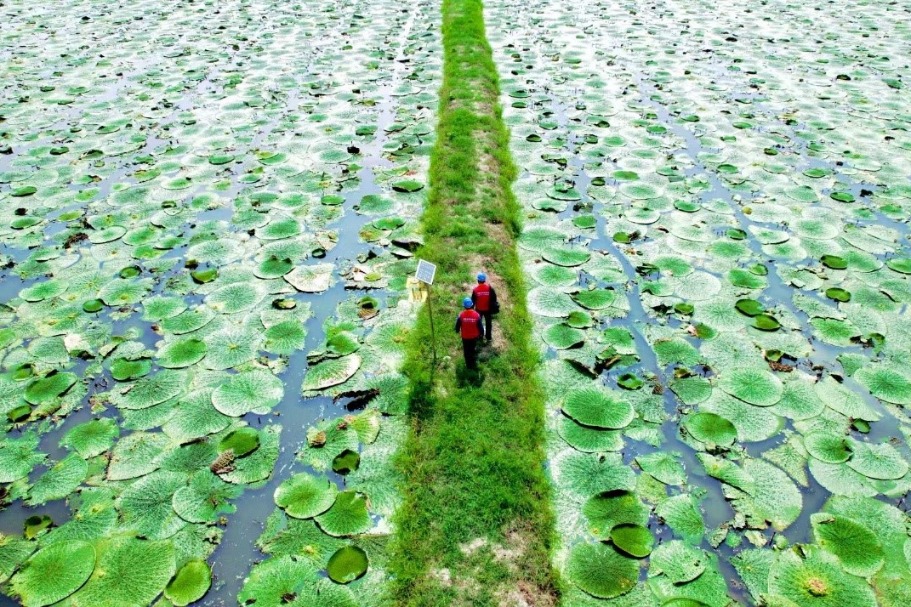 Chuzhou, Anhui: Electrification boosts the development of the gorgon fruit industry