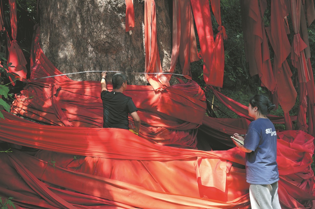 Ancient trees treasured in Chongqing