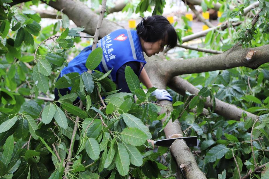 20,000 youth unite for post-typhoon reconstruction in Hainan