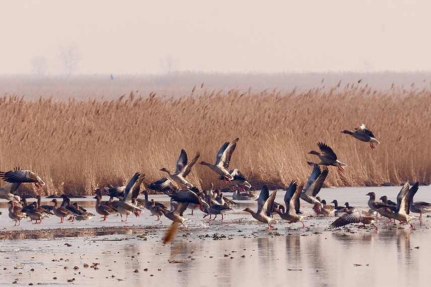 Hebei's bird habitat welcomes migration season