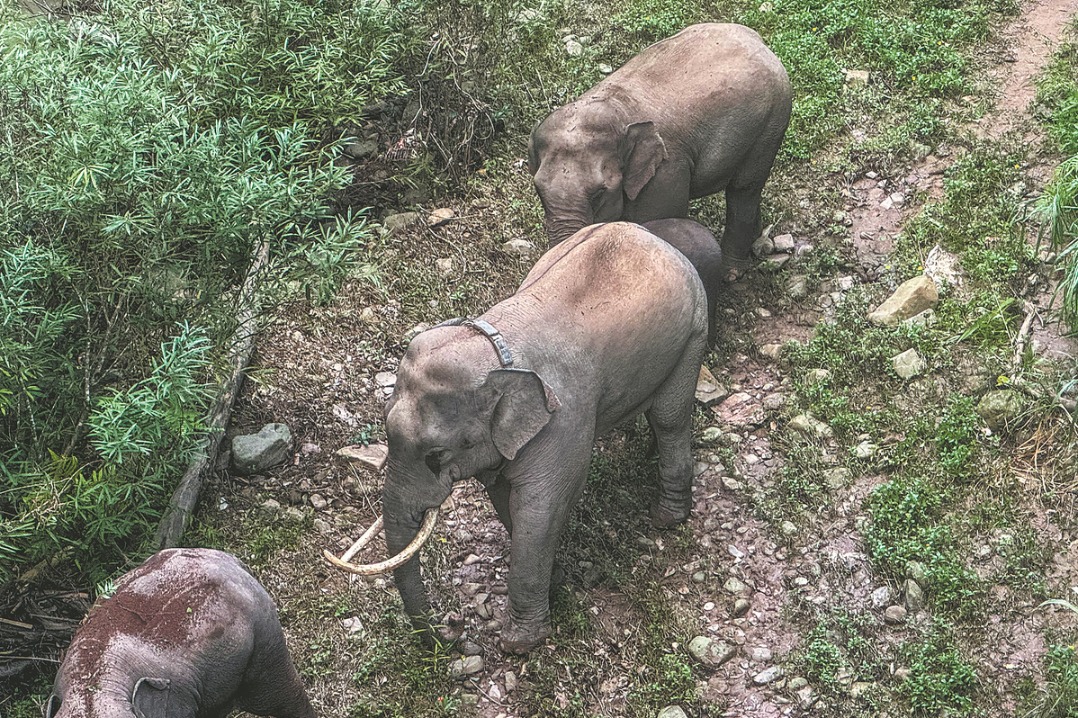 Rescued elephant adapts well after return to nature in Yunnan