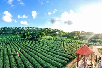 Flourishing agricultural industries driving Zhanjiang's high-quality development