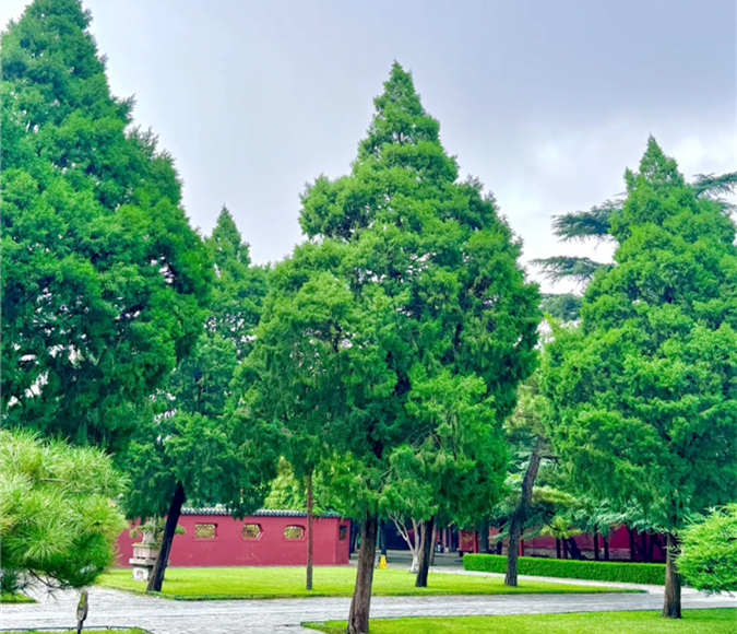 Autumn rain at Daimiao Temple is visual poetry