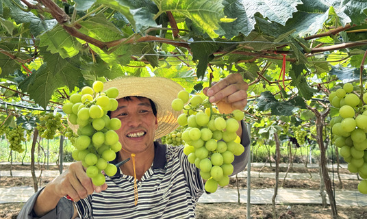 Abundant harvest in Yongtai county