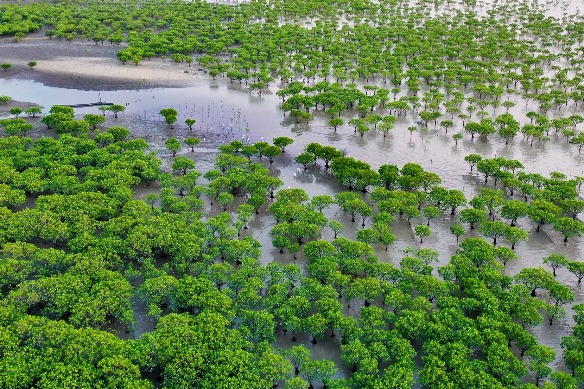 Discover Putian’s mangrove wilderness