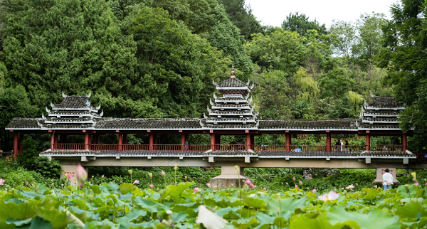 Guiyang Botanical Garden of Medical Plants opens to public for free