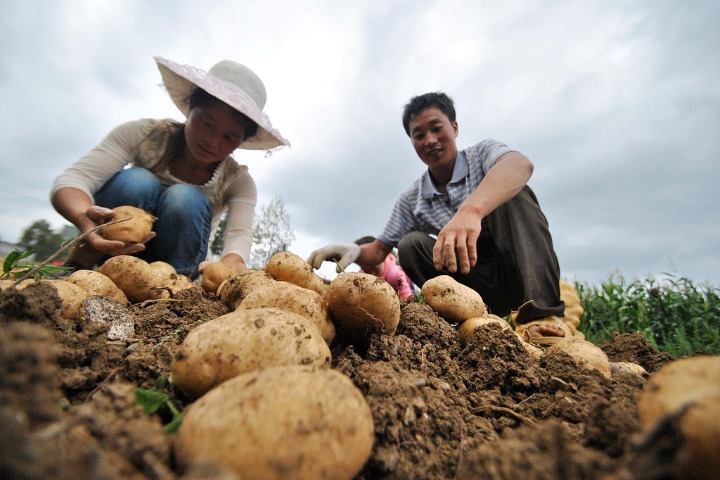 Potato industry thrives in SW China's Guizhou