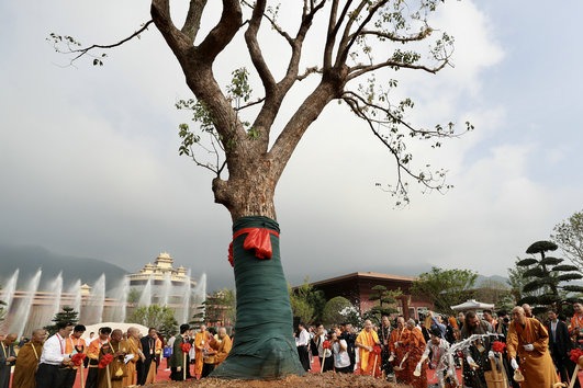 Forum brings joy amid Ningbo's camphor trees