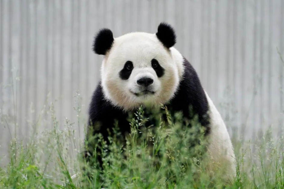 Giant pandas make their way to US capital