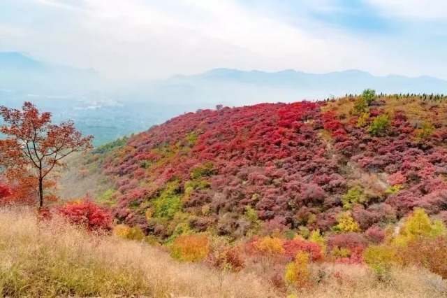 Autumn enchantment of smoke trees