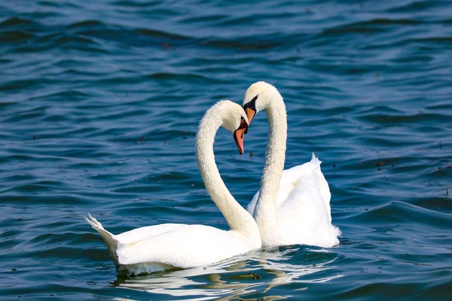 Mute swans grace Beilong Lake, enchanting visitors