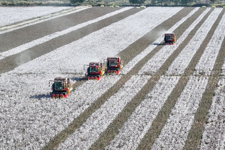 Policy to boost cotton industry in Xinjiang